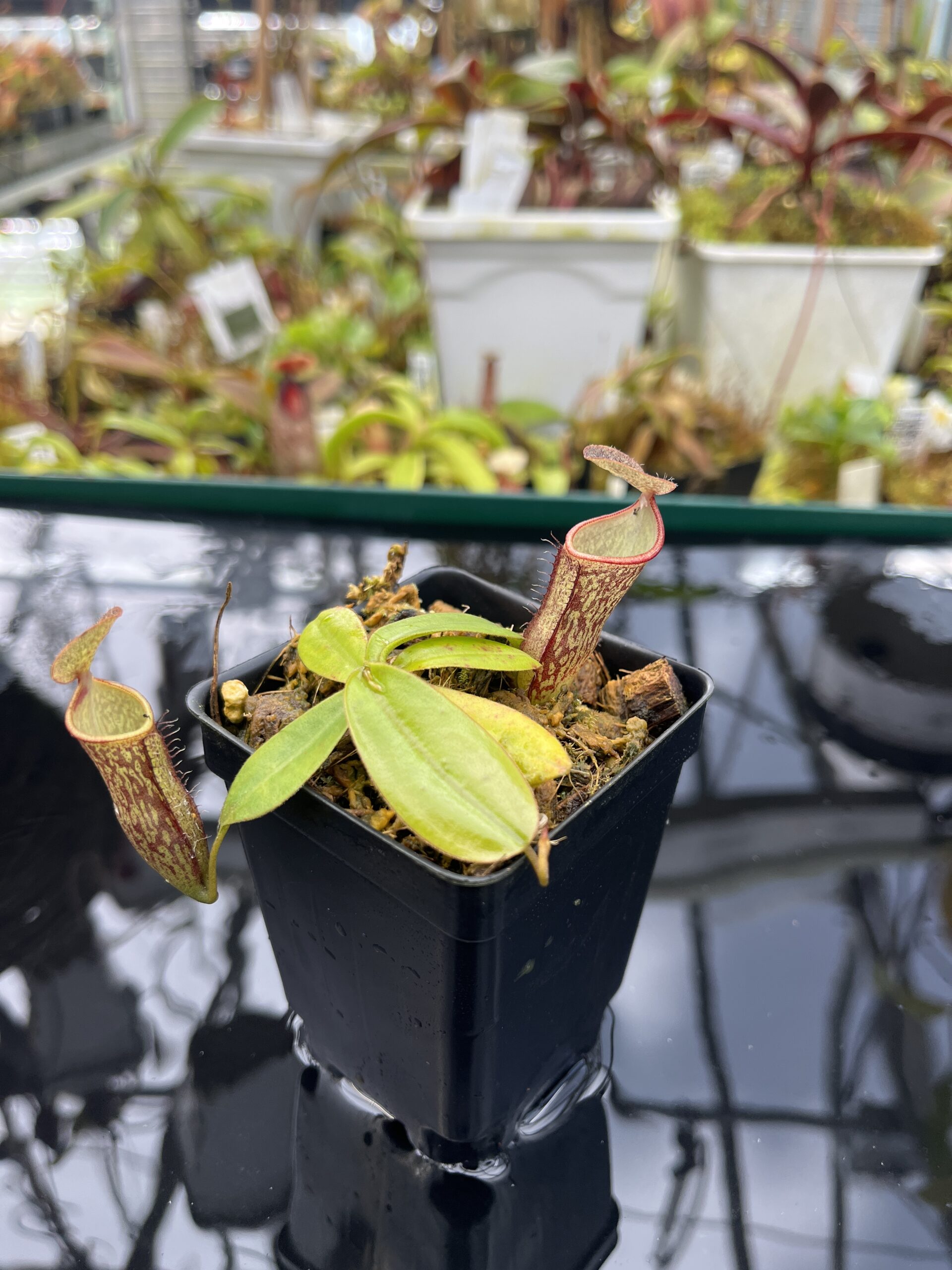 Close Up of Nepenthes adnata x campanulata | Best Carnivorous Plants | BCP-323 | IN26893