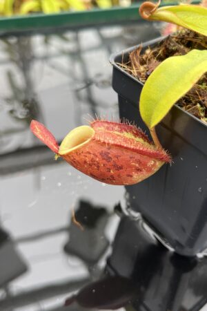 Close Up of Nepenthes ampullaria | Borneo Exotics | BE-3390 | H26799