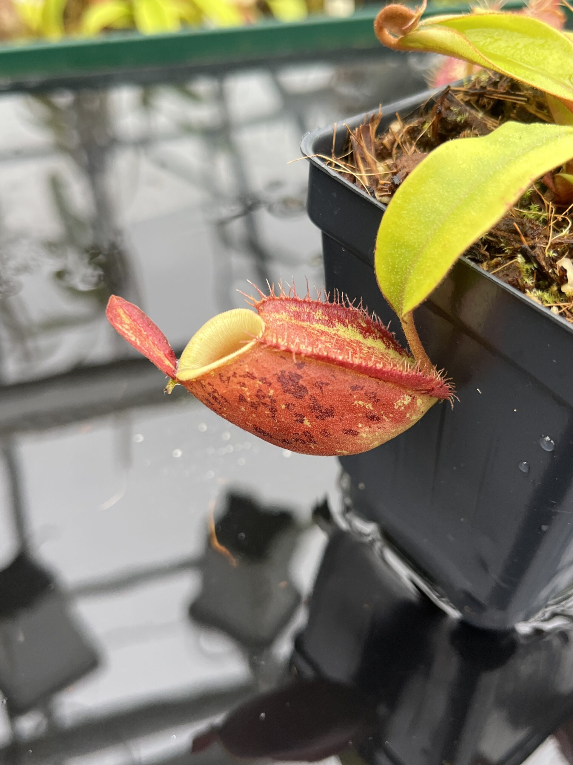 Close Up of Nepenthes ampullaria | Borneo Exotics | BE-3390 | H26799