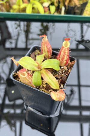 Close Up of Nepenthes ampullaria | Borneo Exotics | BE-3390 | H26848