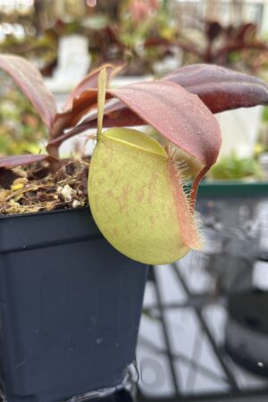 Close Up of Nepenthes ampullaria | Borneo Exotics | BE-3450 | L26789