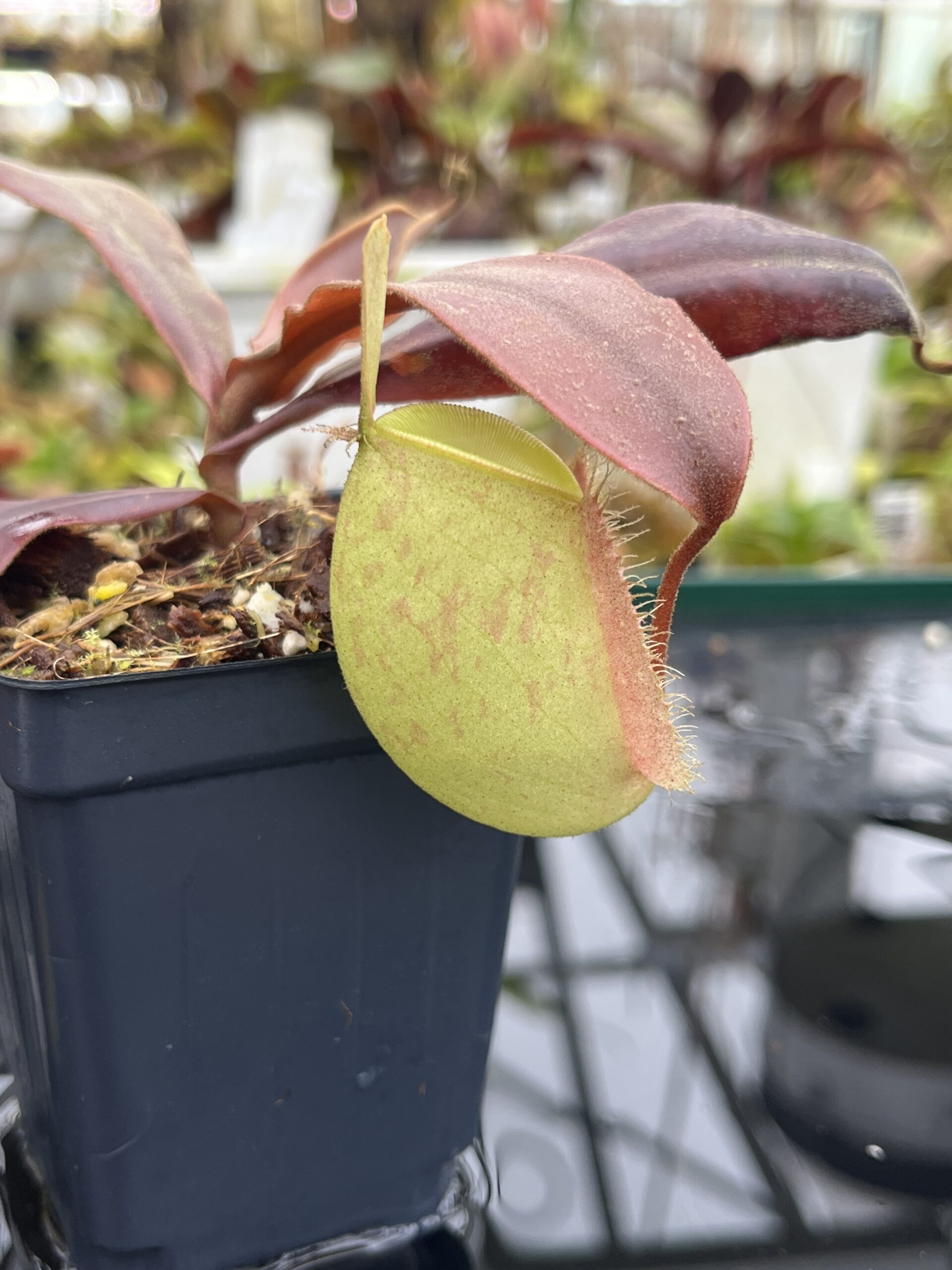 Close Up of Nepenthes ampullaria | Borneo Exotics | BE-3450 | L26789