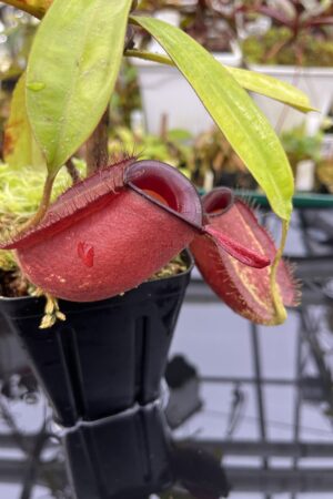 Close Up of Nepenthes ampullaria | Borneo Exotics | BE-3681 | L26841