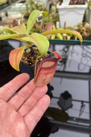 Close Up of Nepenthes ampullaria x campanulata | Borneo Exotics | BE-3840 | L26795