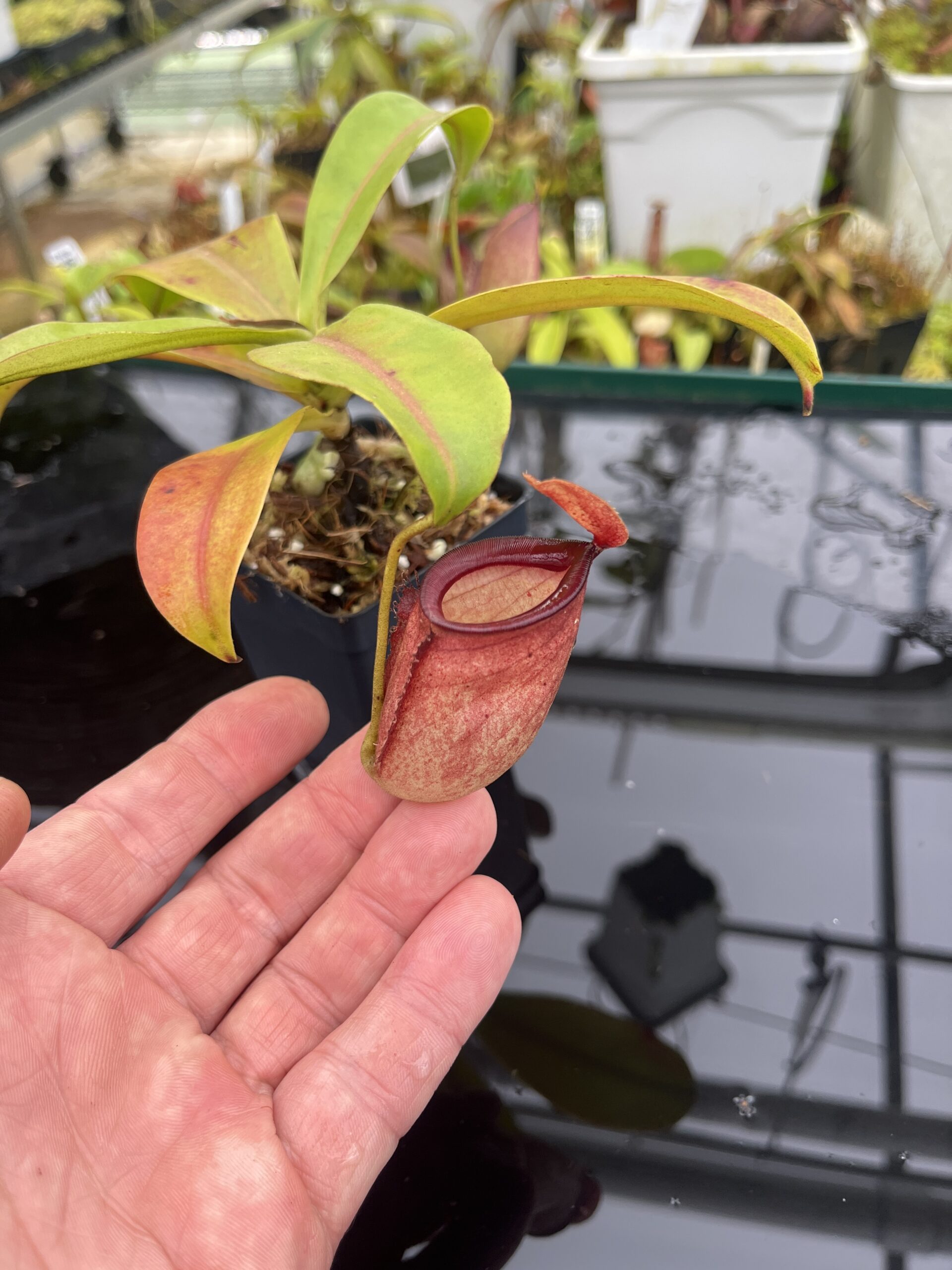 Close Up of Nepenthes ampullaria x campanulata | Borneo Exotics | BE-3840 | L26795