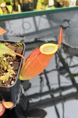 Close Up of Nepenthes ampullaria x (spectabilis x talangensis) | Borneo Exotics | BE-3738 | IN216781