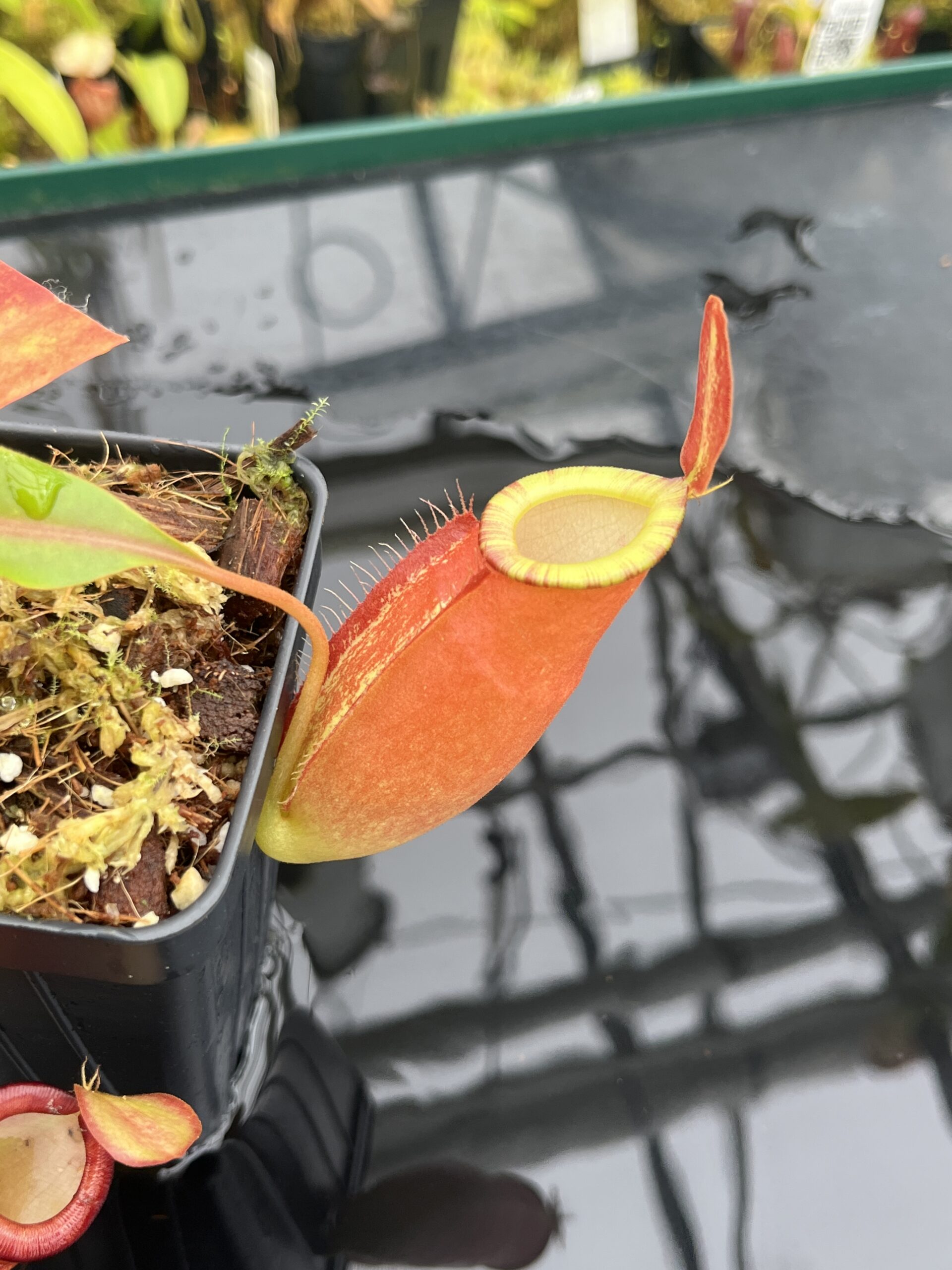 Close Up of Nepenthes ampullaria x (spectabilis x talangensis) | Borneo Exotics | BE-3738 | IN216781