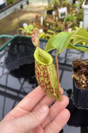Close Up of Nepenthes ampullaria x (veitchii x lowii) | Borneo Exotics | BE-4027 | IN26778