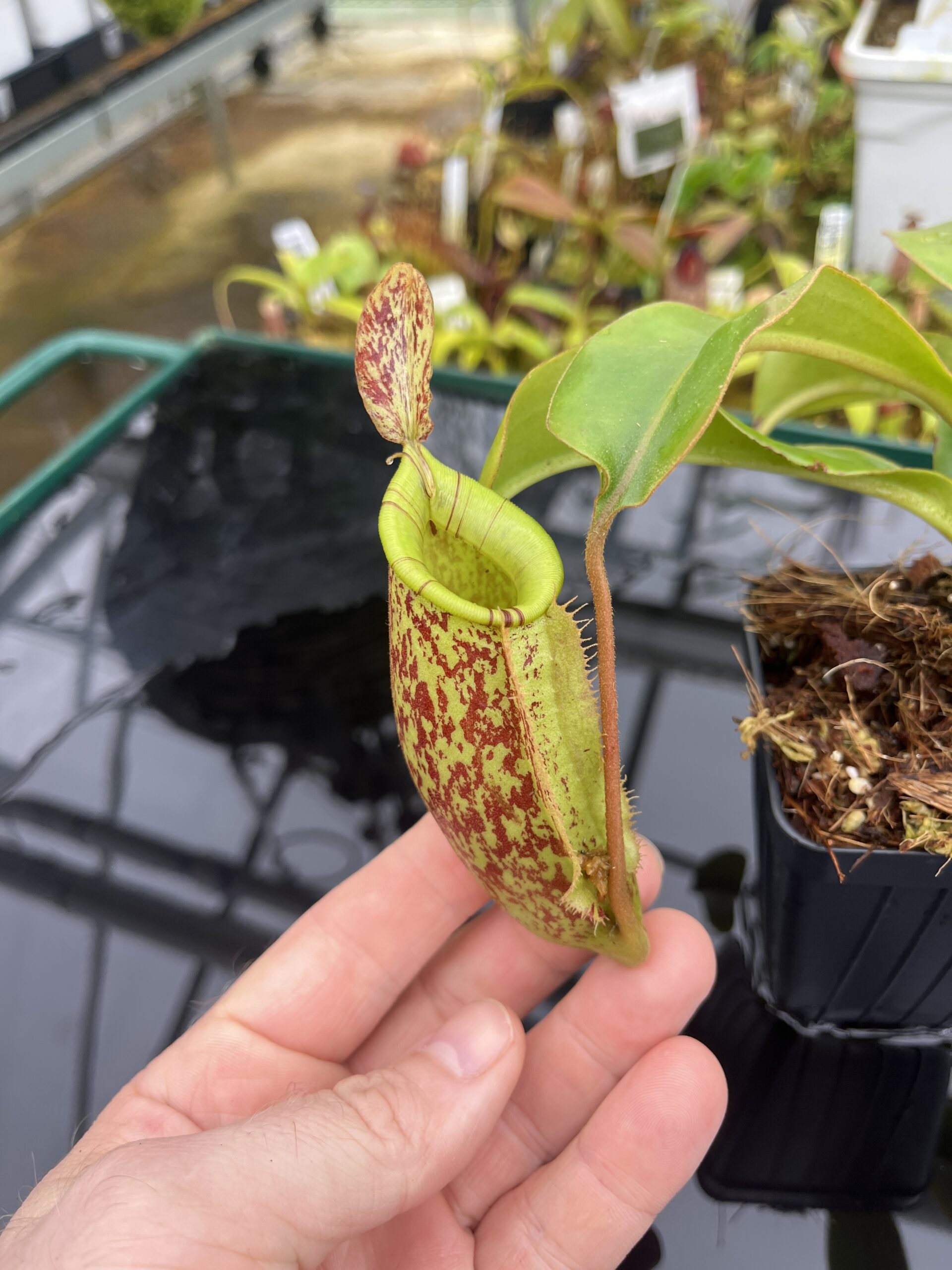 Close Up of Nepenthes ampullaria x (veitchii x lowii) | Borneo Exotics | BE-4027 | IN26778