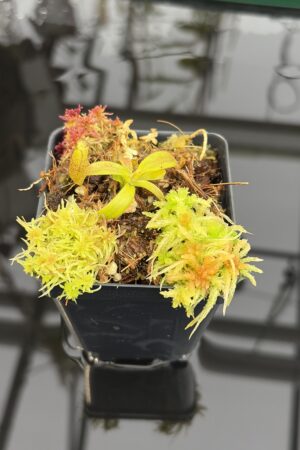 Close Up of Nepenthes appendiculata | Assorted Clones | James Ellis | JE-511 | H26917