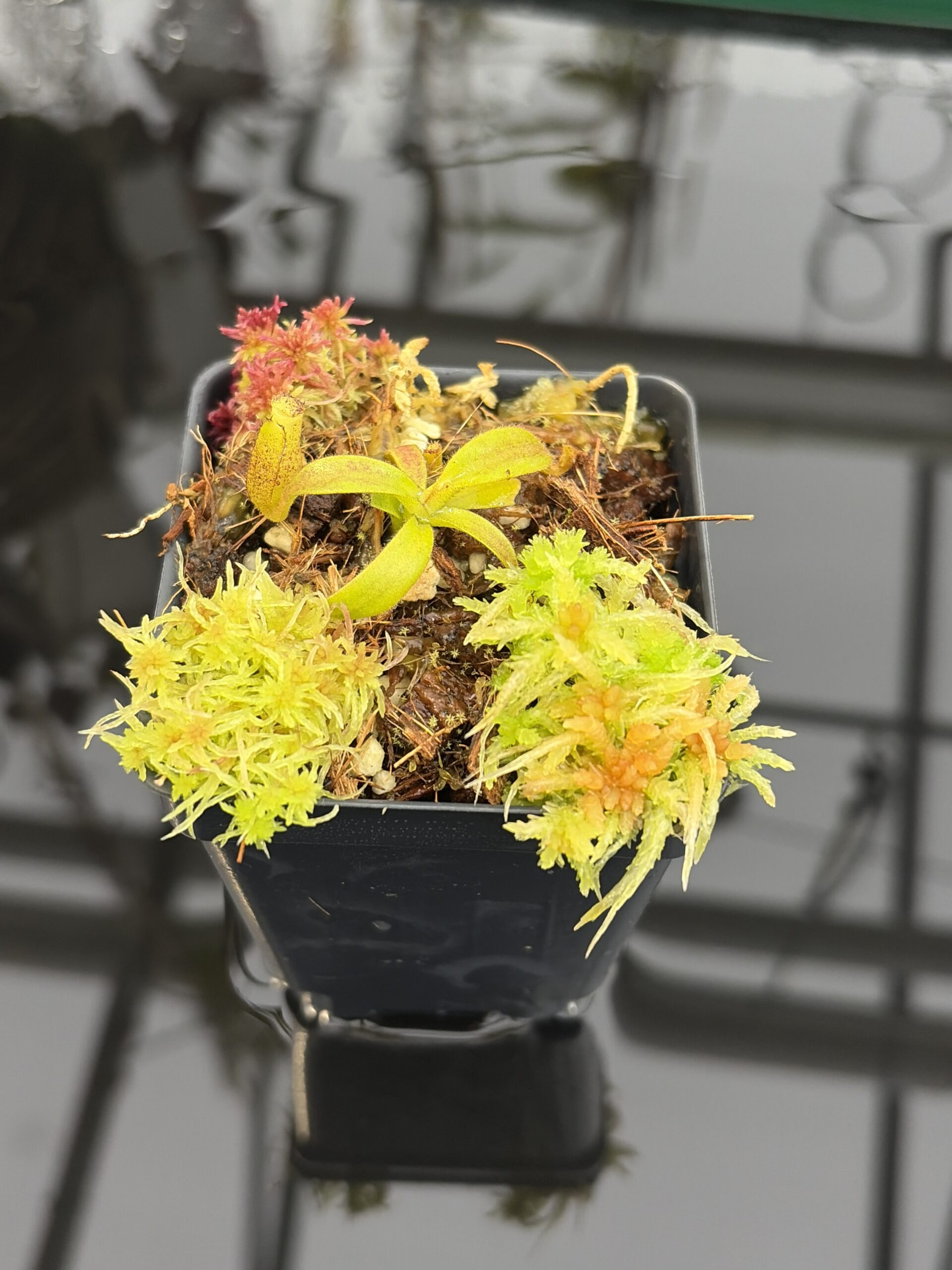 Close Up of Nepenthes appendiculata | Assorted Clones | James Ellis | JE-511 | H26917