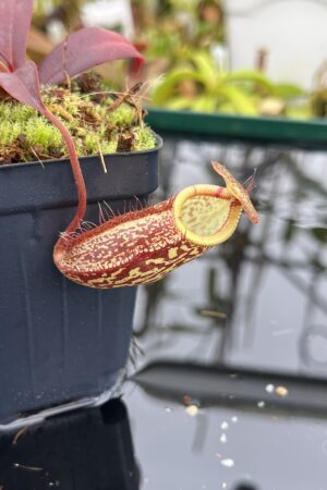 Close Up of Nepenthes (aristolochioides x spectabilis) x hamata | Borneo Exotics | BE-4574 | H26814