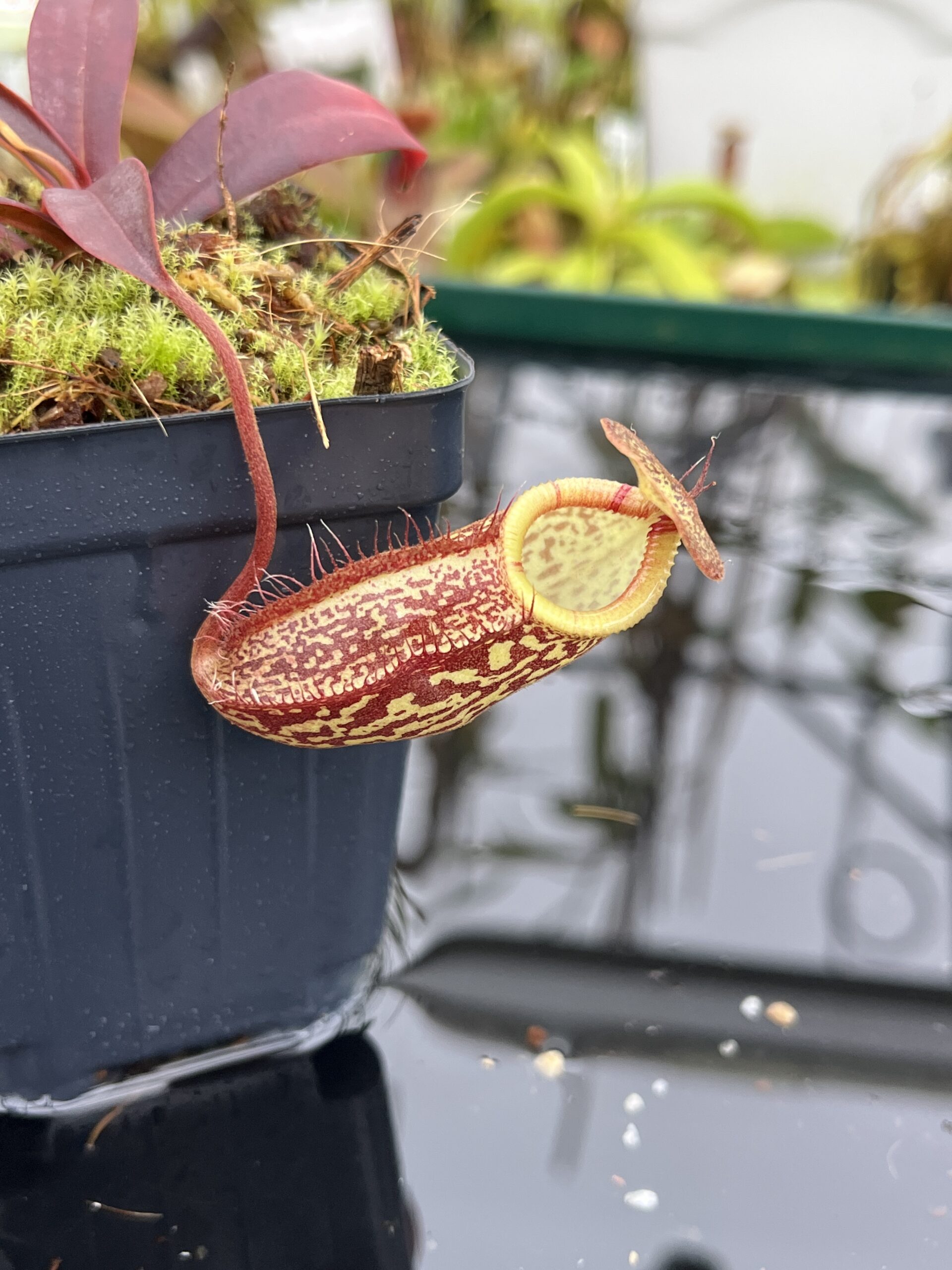Close Up of Nepenthes (aristolochioides x spectabilis) x hamata | Borneo Exotics | BE-4574 | H26814