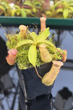 Close Up of Nepenthes bokorensis x ventricosa | Florae Collaborative | FC-178.IC | IN26959