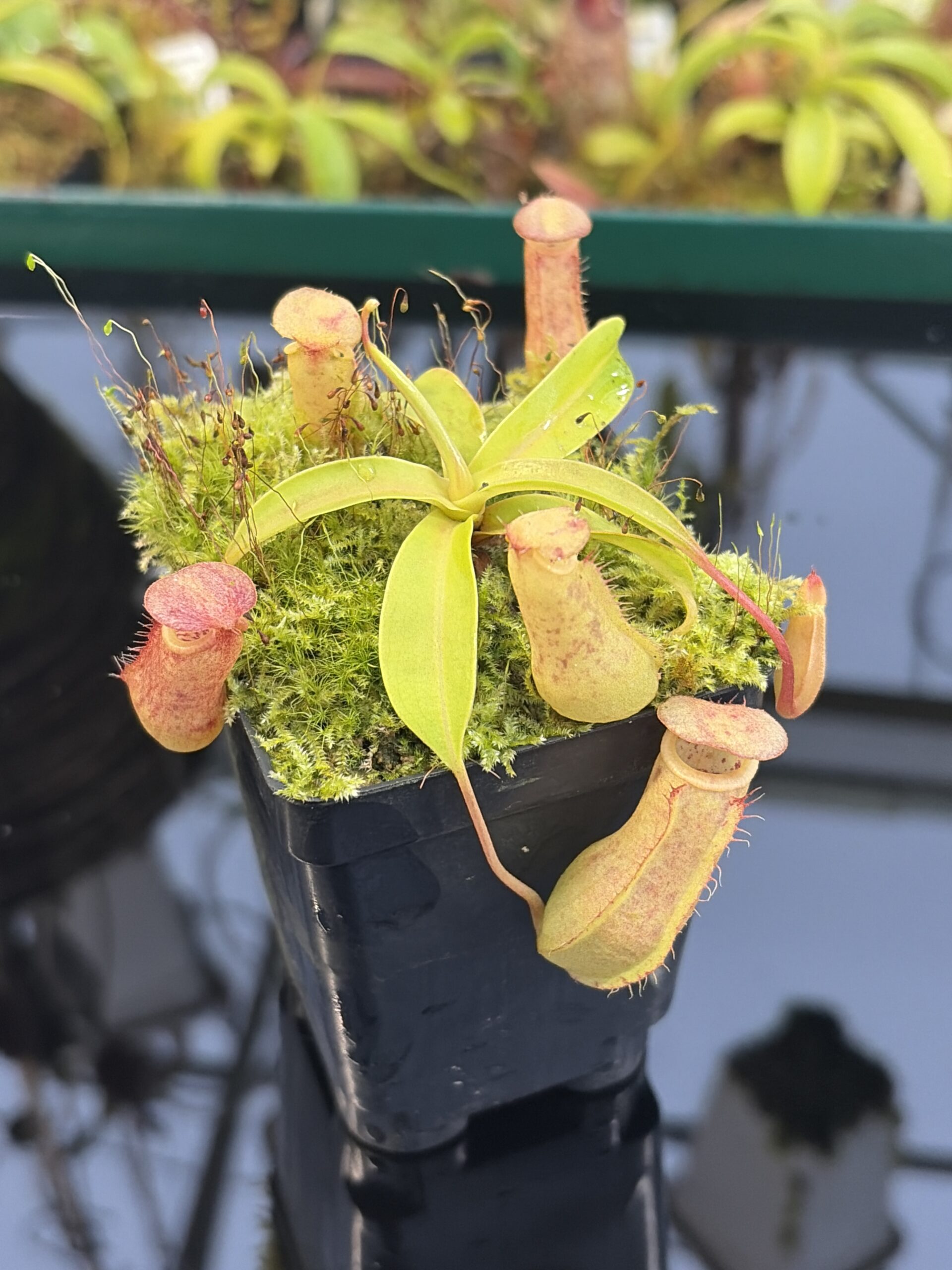Close Up of Nepenthes bokorensis x ventricosa | Florae Collaborative | FC-178.IC | IN26959
