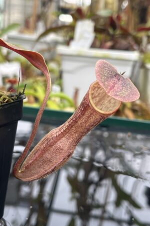 Close Up of Nepenthes boschiana | Borneo Exotics | BE-3643 | IN26794