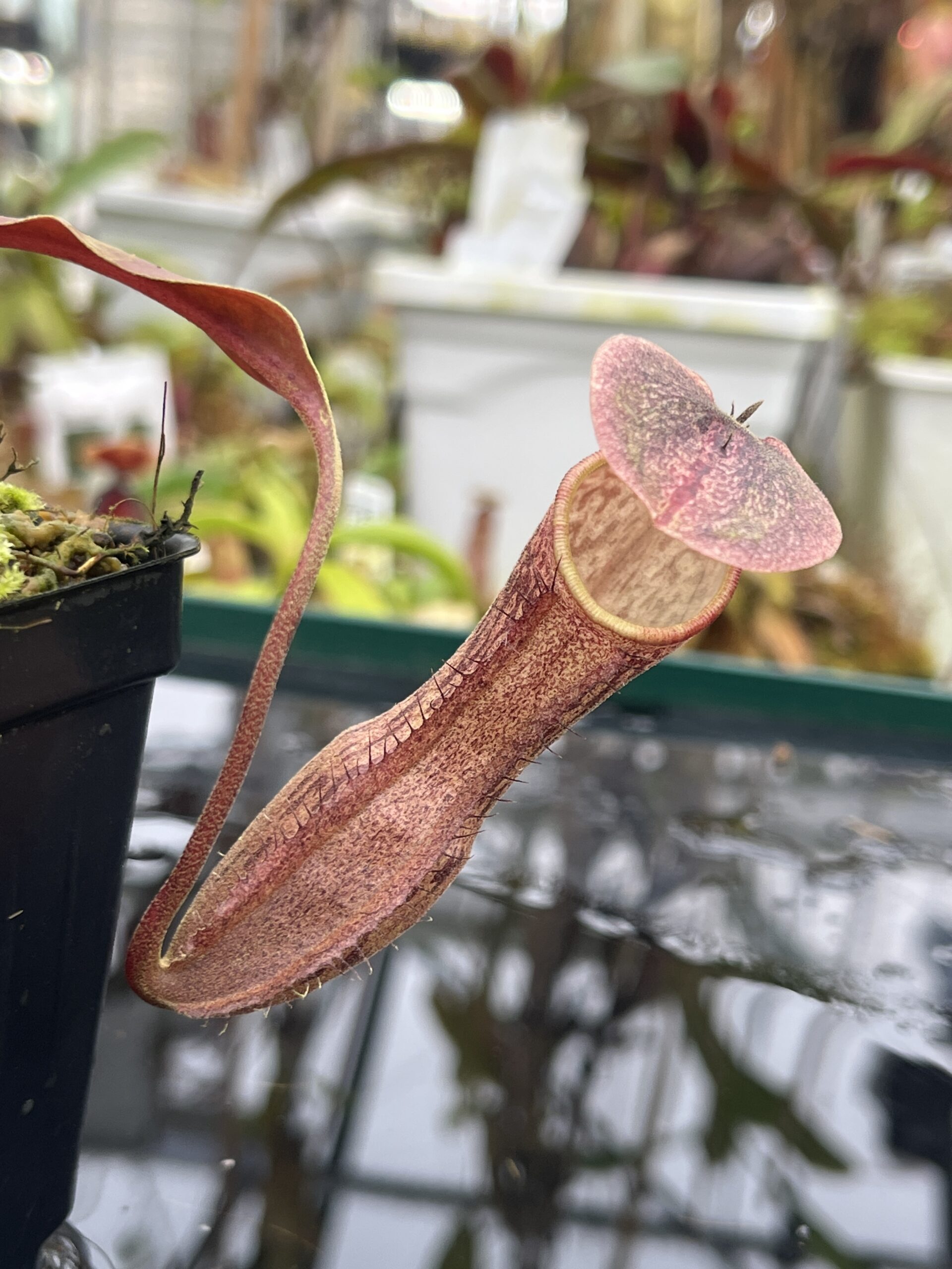 Close Up of Nepenthes boschiana | Borneo Exotics | BE-3643 | IN26794