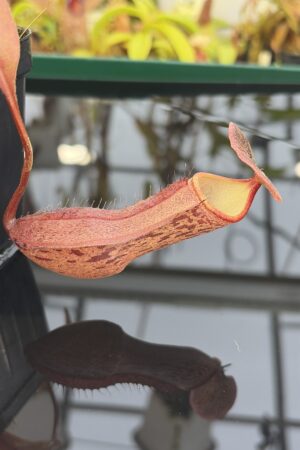 Close Up of Nepenthes boschiana | Borneo Exotics | BE-3643 | IN26952