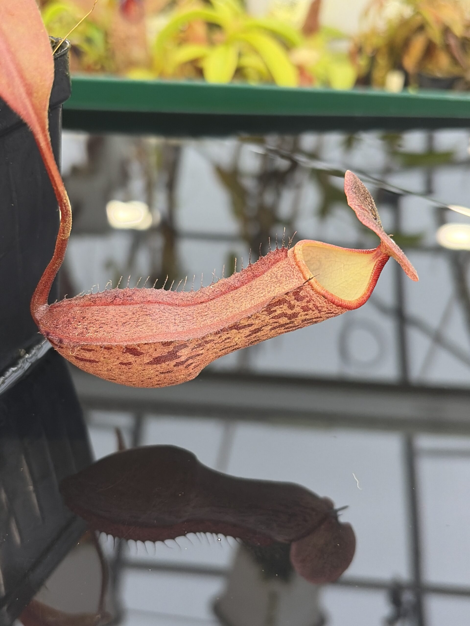 Close Up of Nepenthes boschiana | Borneo Exotics | BE-3643 | IN26952