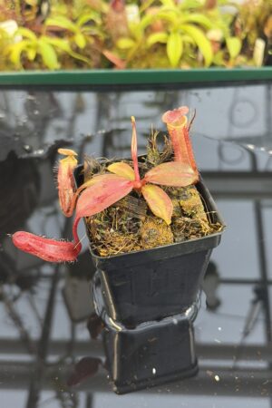 Close Up of Nepenthes boschiana | MKS | Florae | Assorted Clones | Florae Collaborative | FC-483 | IN26958