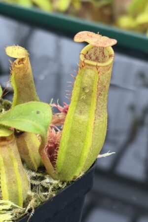 Close Up of Nepenthes (boschiana x veitchii (m) Bario - squat, pink) x (lowii x truncata - giant) | Florae | Florae Collaborative | FC-397 | IN26910