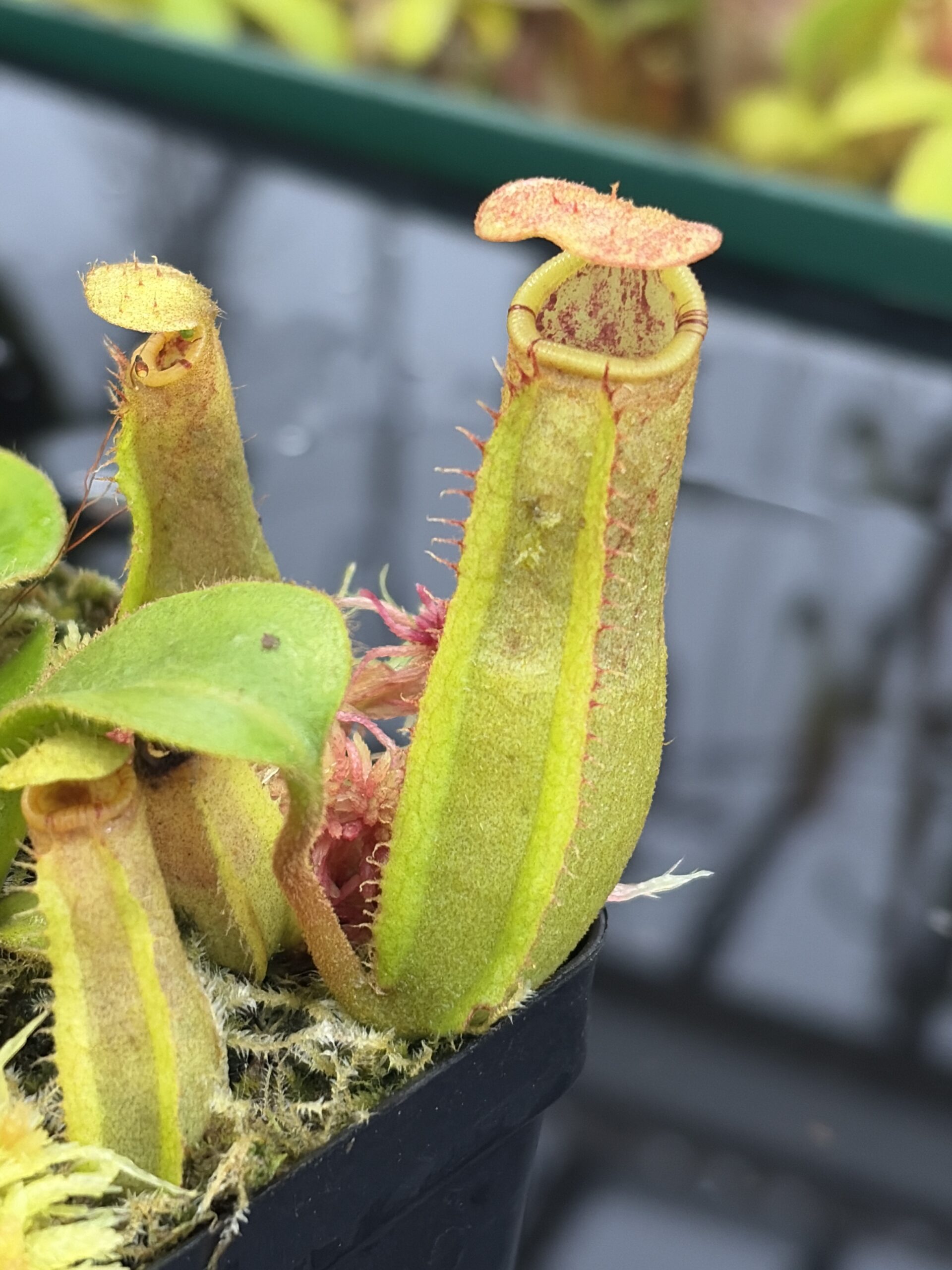 Close Up of Nepenthes (boschiana x veitchii (m) Bario - squat, pink) x (lowii x truncata - giant) | Florae | Florae Collaborative | FC-397 | IN26910