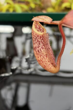 Close Up of Nepenthes burbidgeae | Borneo Exotics | BE-3873 | H26983