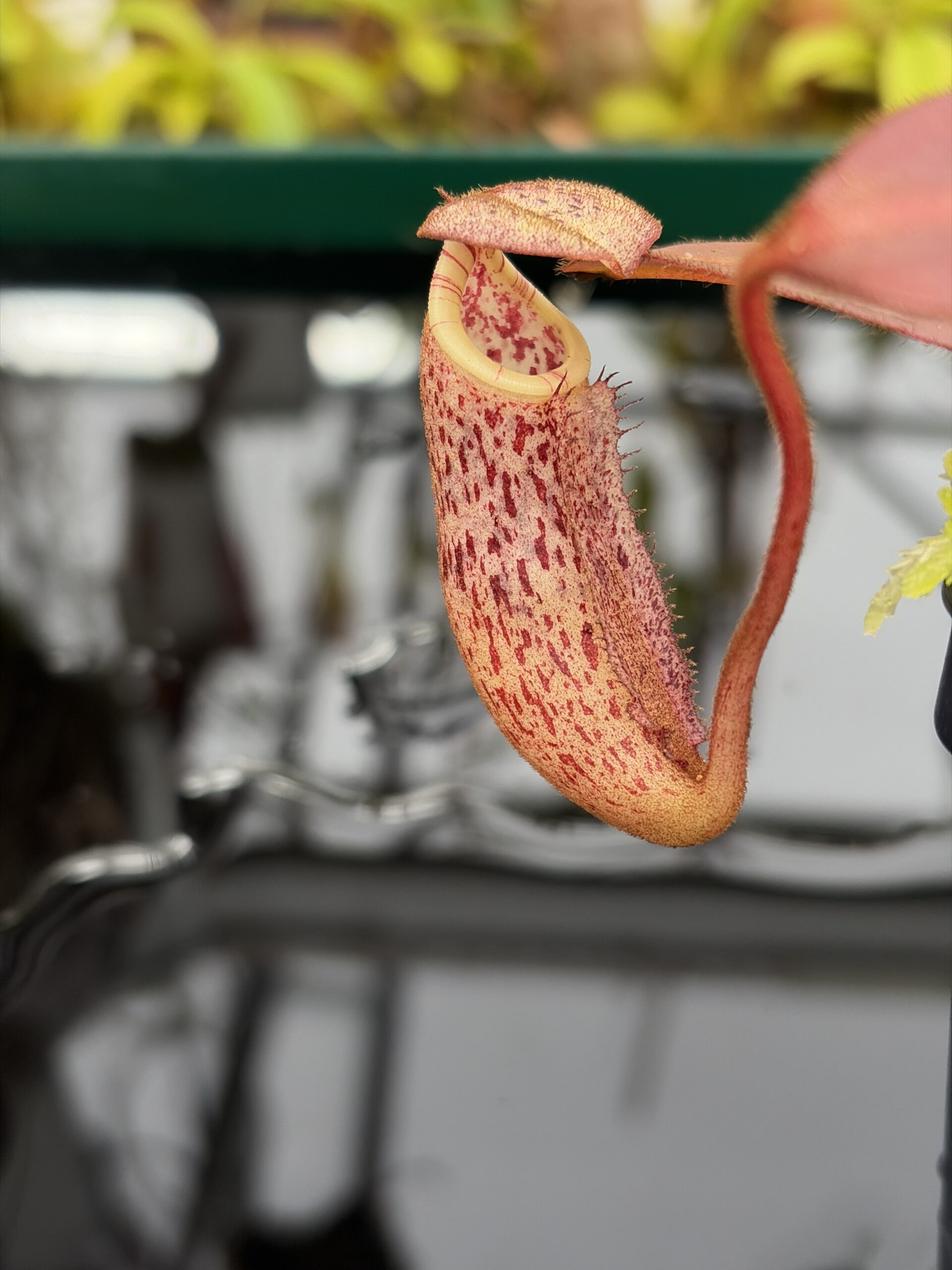 Close Up of Nepenthes burbidgeae | Borneo Exotics | BE-3873 | H26983
