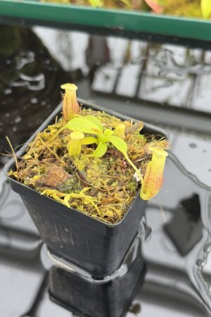 Close Up of Nepenthes burbidgeae x villosa | Florae Collaborative | FC-357.07 | H27013