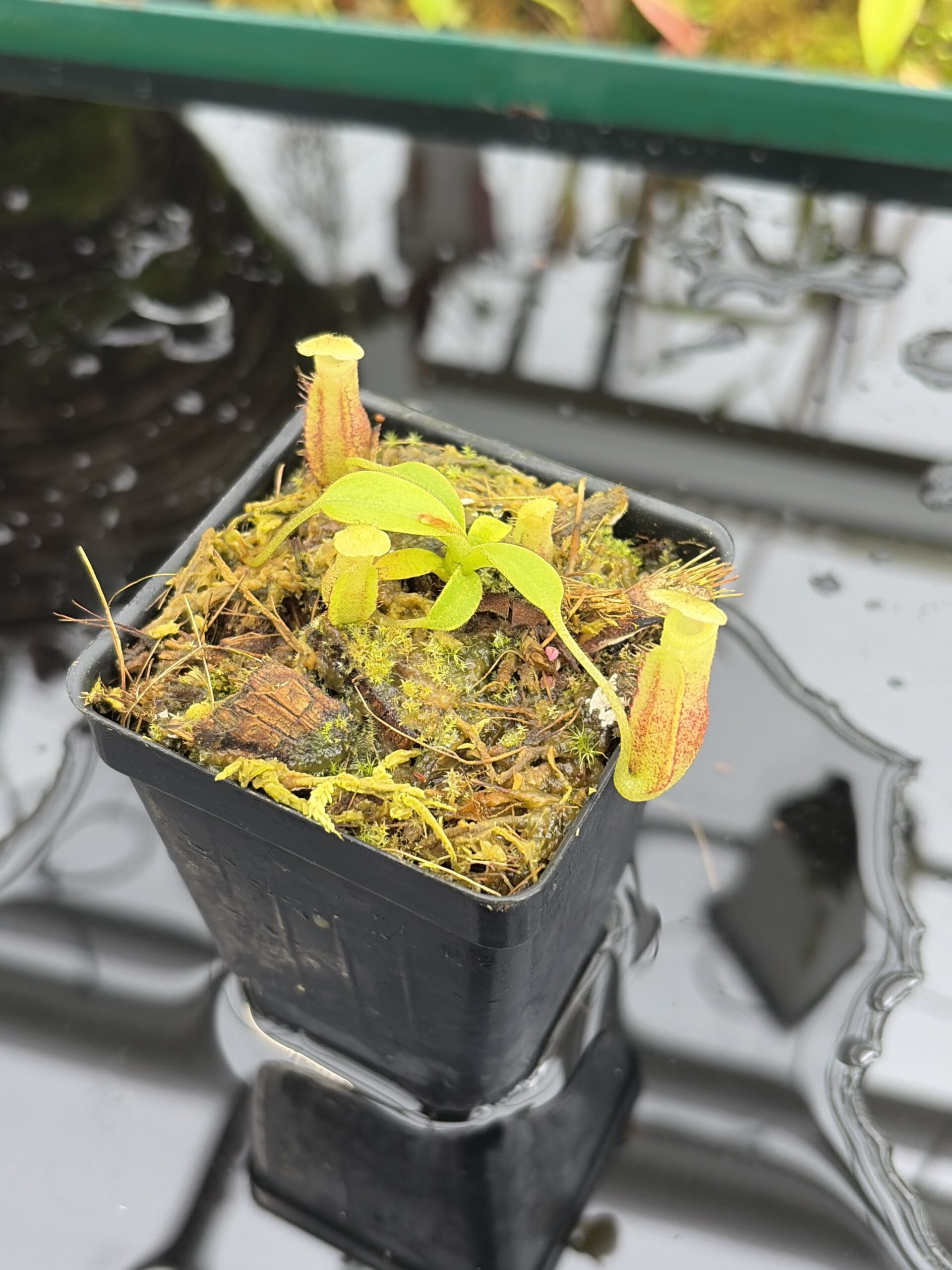 Close Up of Nepenthes burbidgeae x villosa | Florae Collaborative | FC-357.07 | H27013