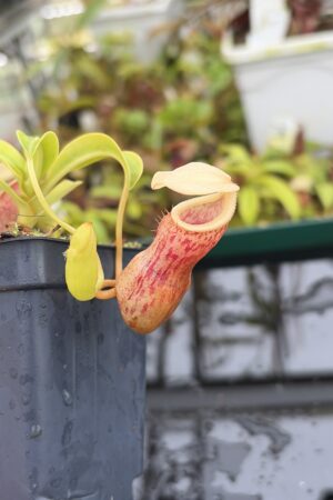 Close Up of Nepenthes burkei | Borneo Exotics | BE-3254 | IN27009