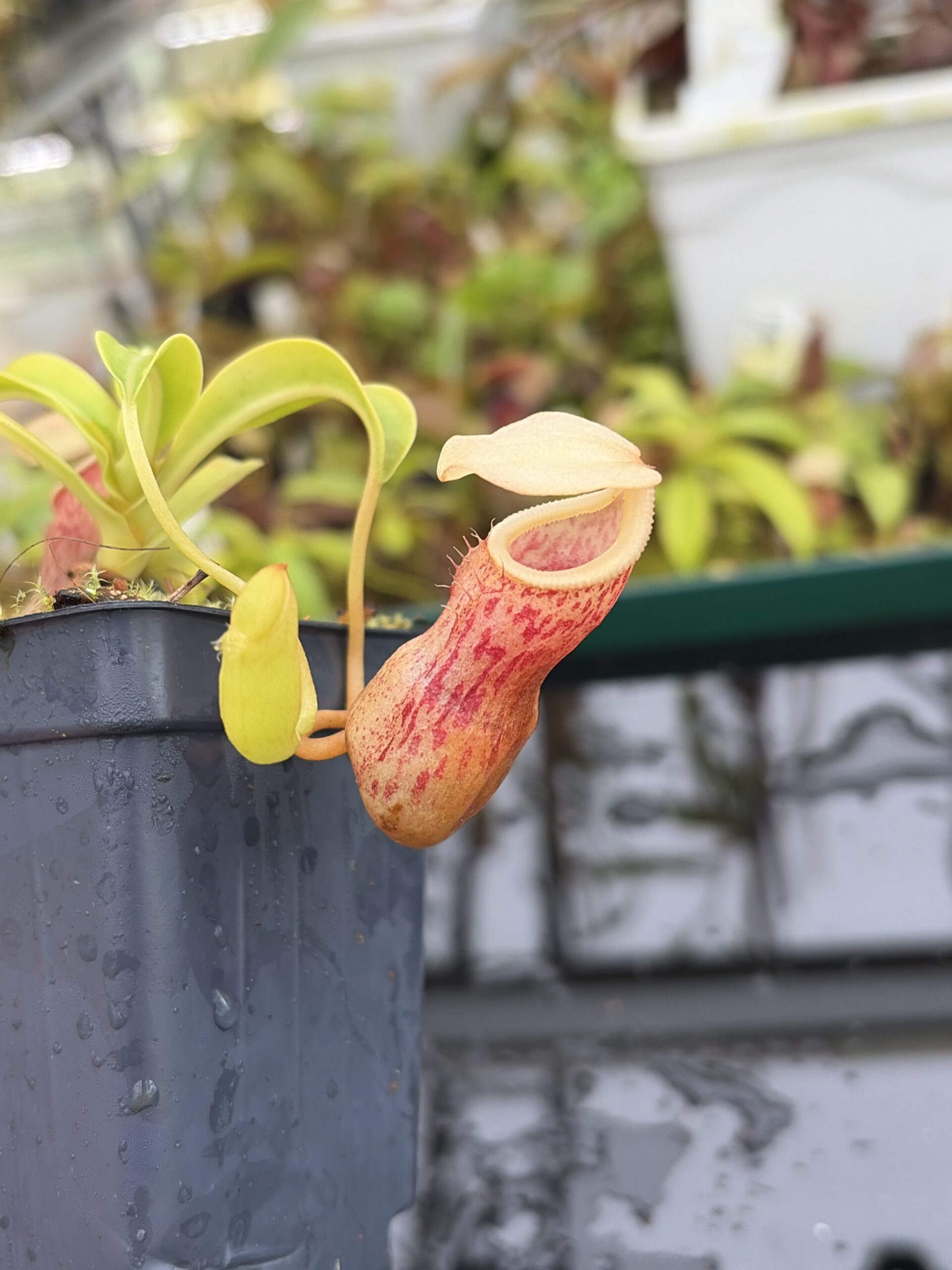 Close Up of Nepenthes burkei | Borneo Exotics | BE-3254 | IN27009