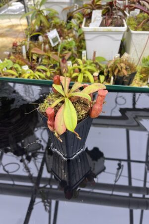 Close Up of Nepenthes burkei x (burbidgeae x edwardsiana) | Borneo Exotics | BE-4531 | H26859