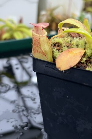 Close Up of Nepenthes burkei x ephippiata | Borneo Exotics | BE-4652 | H27003