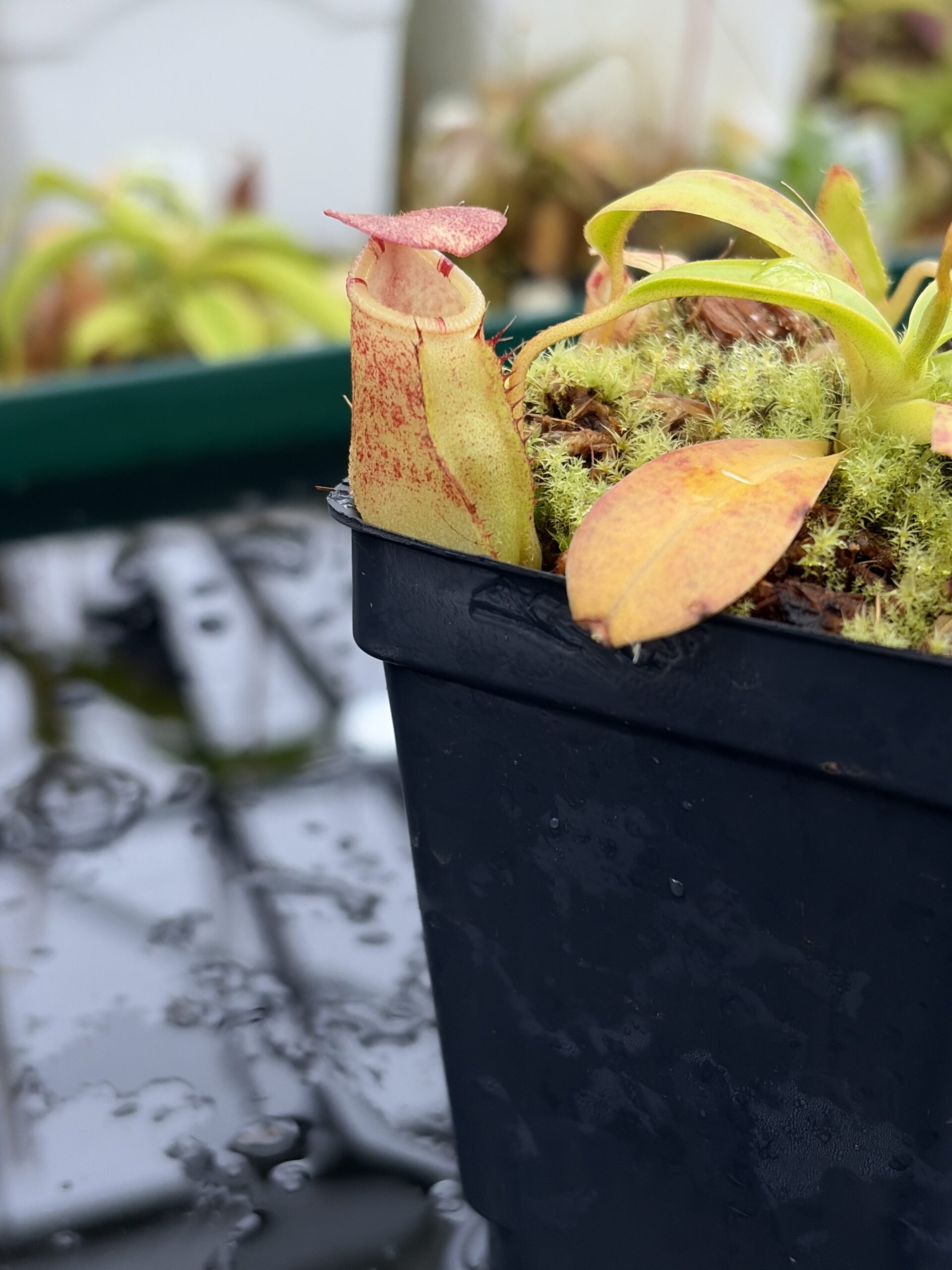 Close Up of Nepenthes burkei x ephippiata | Borneo Exotics | BE-4652 | H27003