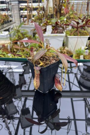 Close Up of Nepenthes ceciliae | Borneo Exotics | BE-4600 | IN26846