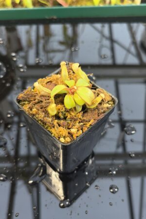 Close Up of Nepenthes clipeata | Florae | FC-265.02 | Florae Collaborative | FC-265.02 | IN26967