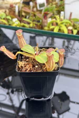 Close Up of Nepenthes dactylifera | Borneo Exotics | BE-3070 | IN26793