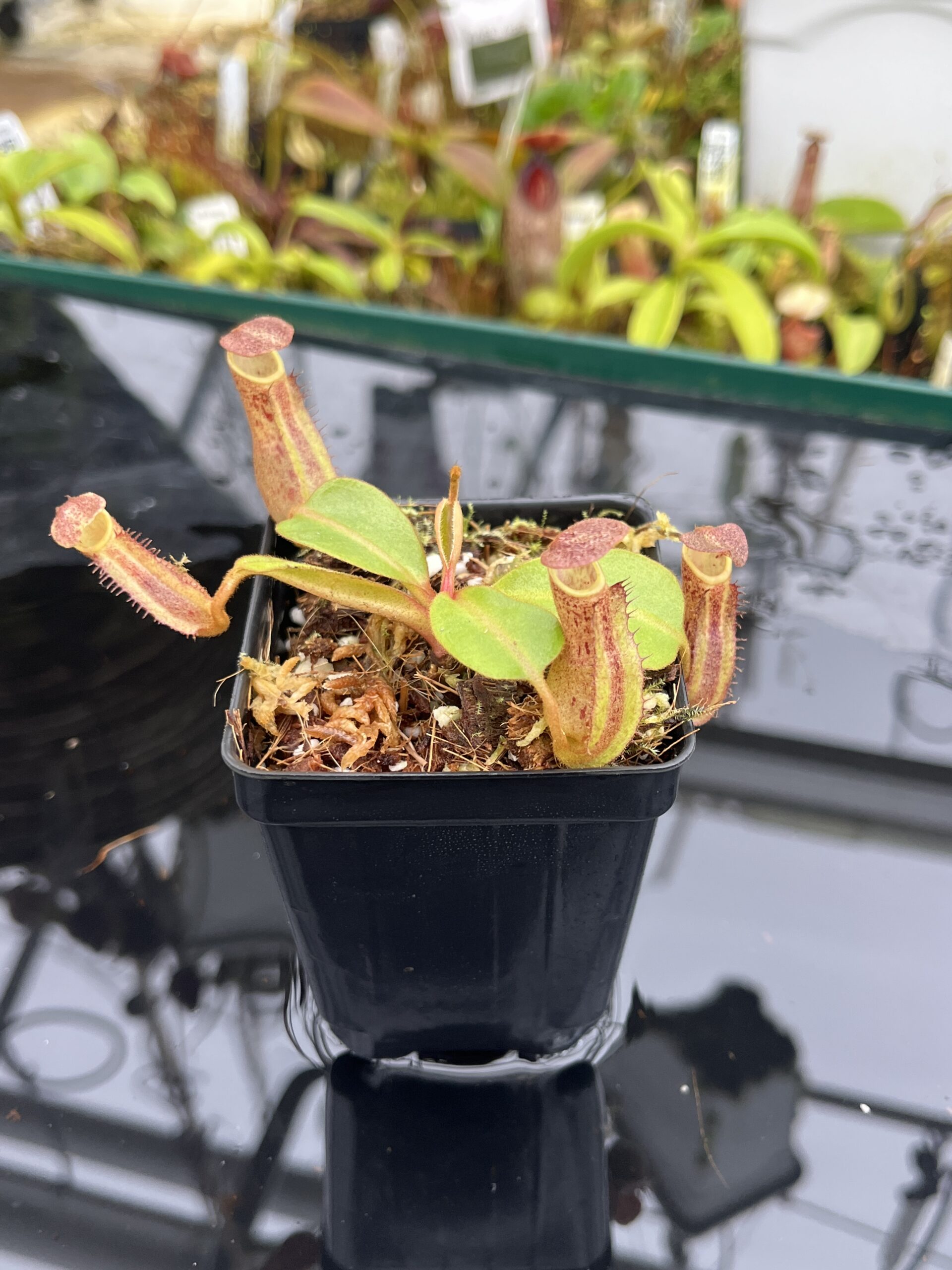 Close Up of Nepenthes dactylifera | Borneo Exotics | BE-3070 | IN26793