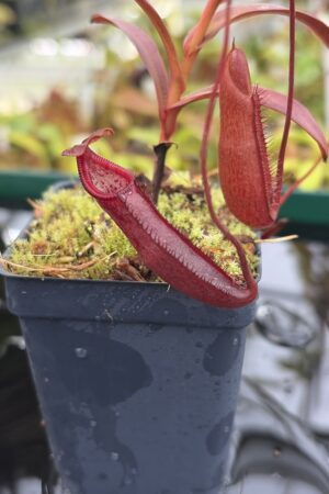 Close Up of Nepenthes densiflora | Borneo Exotics | BE-3837 | H26984