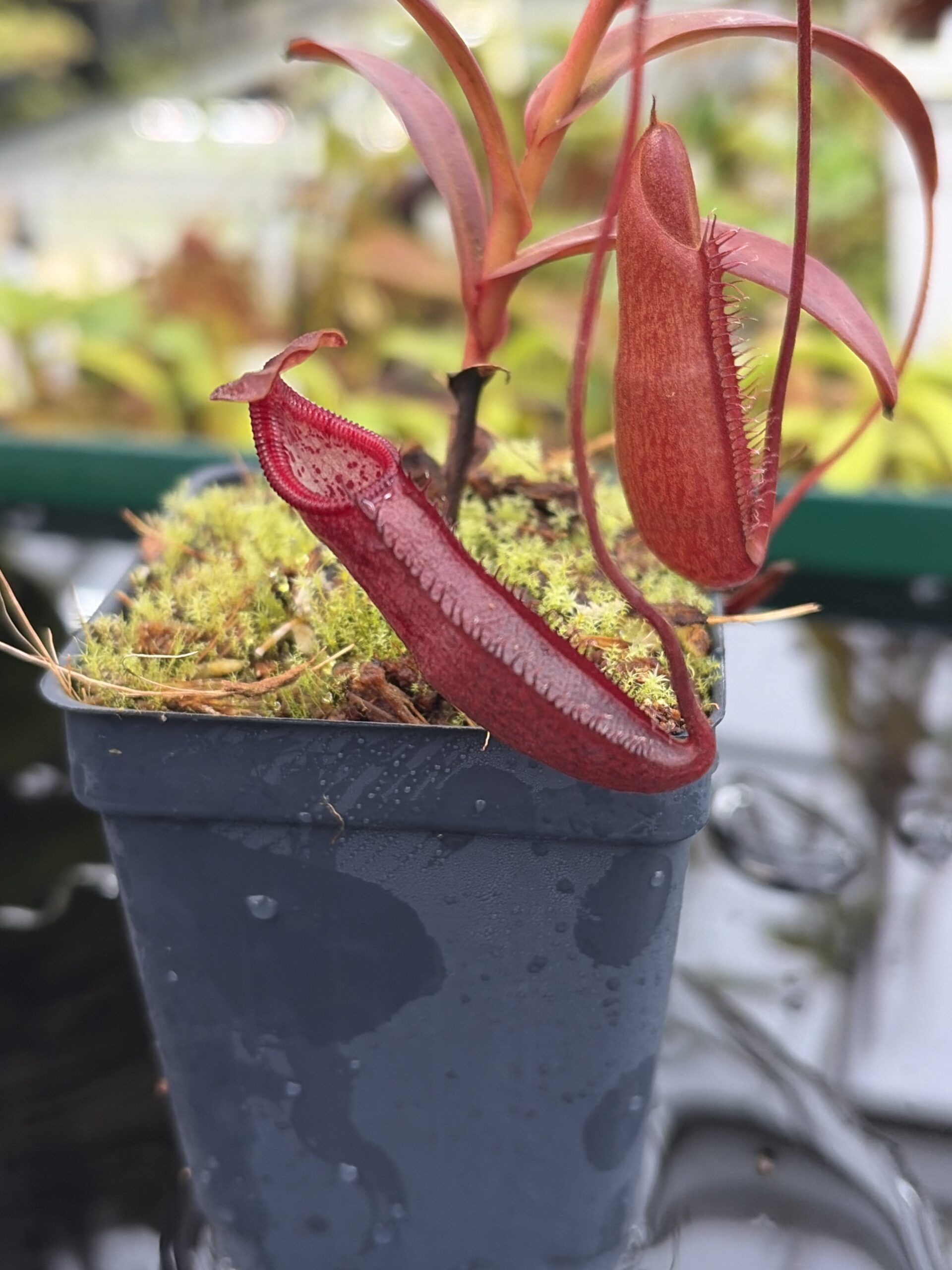 Close Up of Nepenthes densiflora | Borneo Exotics | BE-3837 | H26984