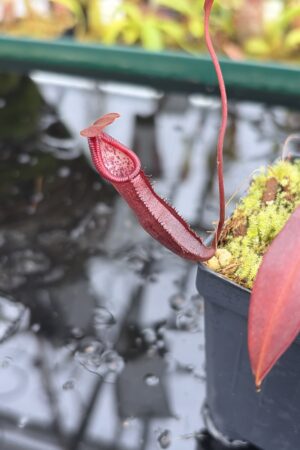 Close Up of Nepenthes densiflora | Borneo Exotics | BE-3837 | H27021