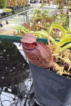 Close Up of Nepenthes densiflora x aristolochioides | Borneo Exotics | BE-4076 | H27000