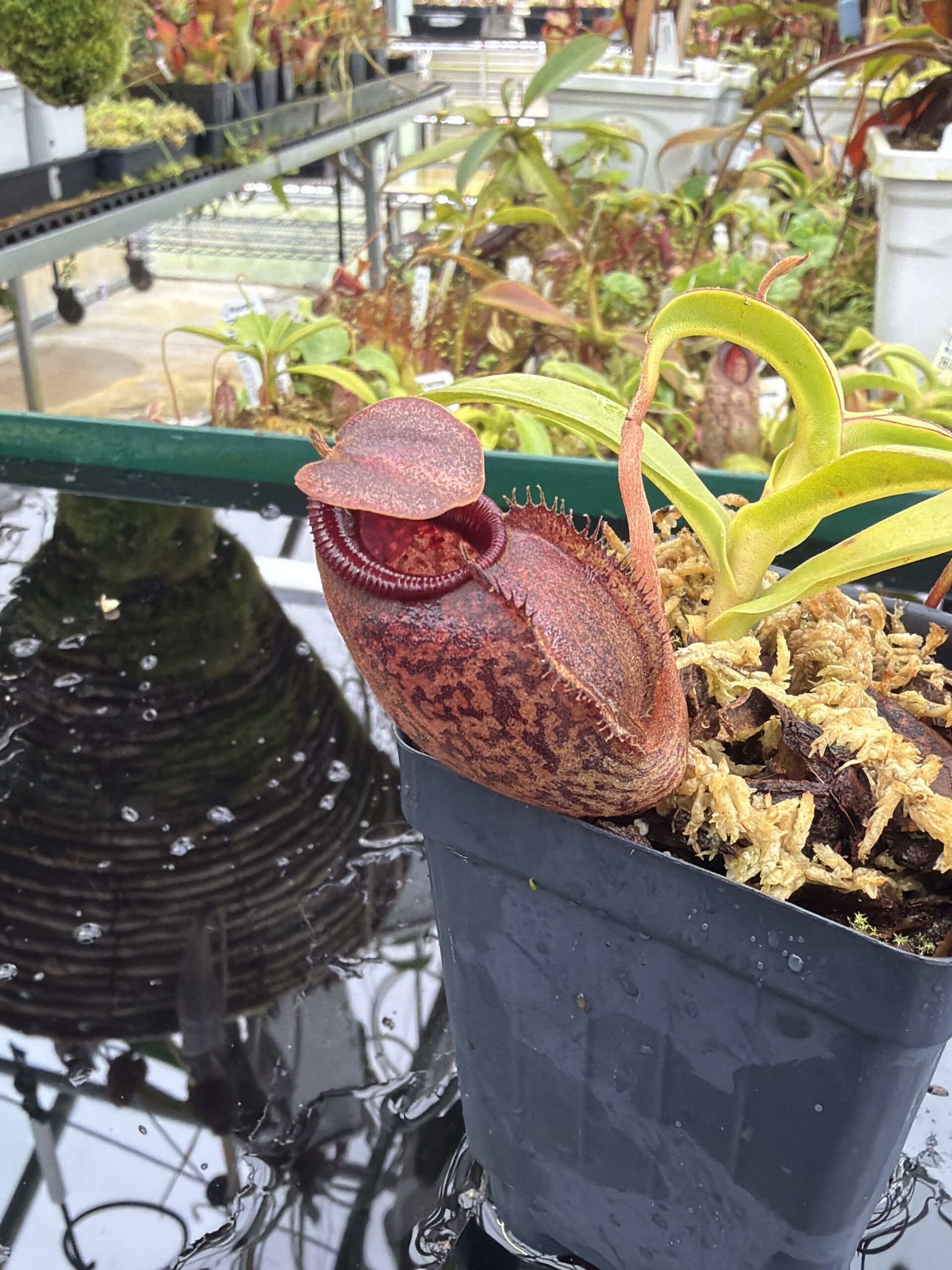Close Up of Nepenthes densiflora x aristolochioides | Borneo Exotics | BE-4076 | H27000