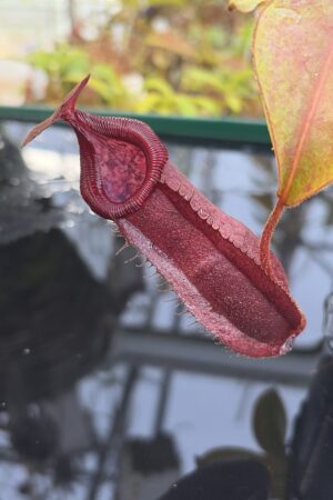 Close Up of Nepenthes densiflora x veitchii | Borneo Exotics | BE-4037 | IN26949