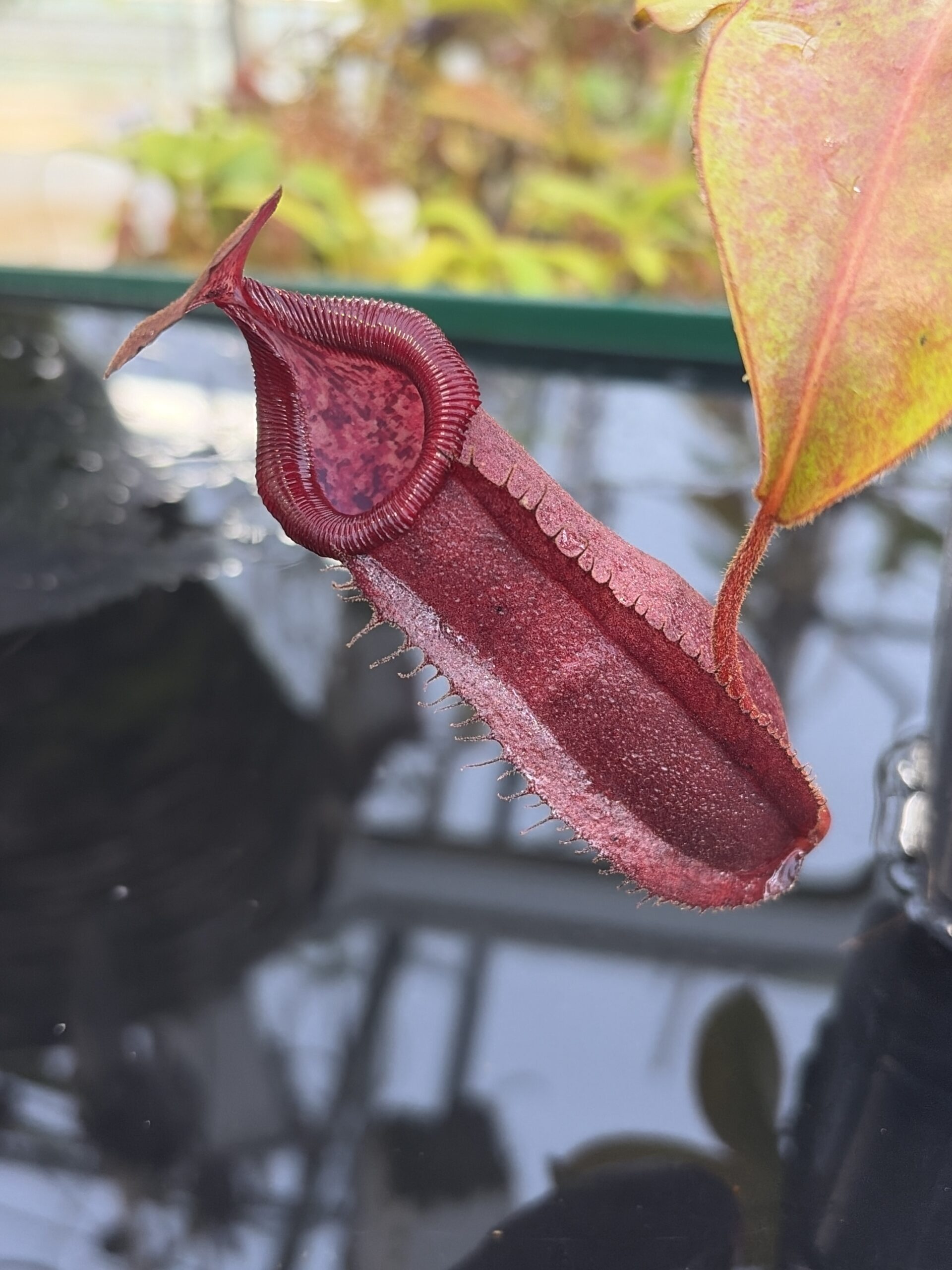 Close Up of Nepenthes densiflora x veitchii | Borneo Exotics | BE-4037 | IN26949