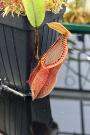 Close Up of Nepenthes diabolica (=Red Hairy Hamata = RHH) | Andreas Wistuba | AW-04 | H26864