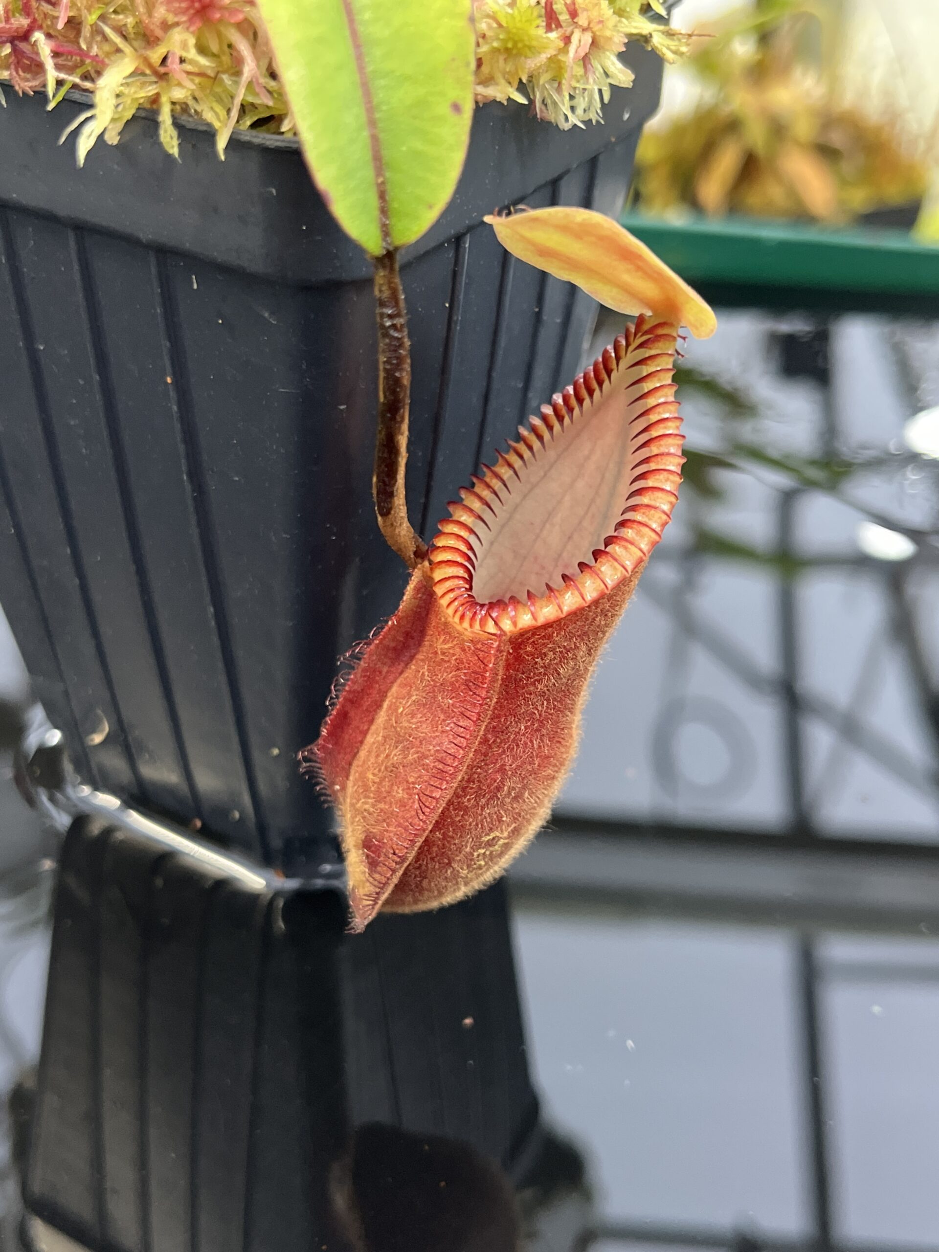Close Up of Nepenthes diabolica (=Red Hairy Hamata = RHH) | Andreas Wistuba | AW-04 | H26864