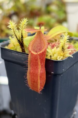 Close Up of Nepenthes (diabolica x hamata) x edwardsiana | Andreas Wistuba | AW-04 | H26918