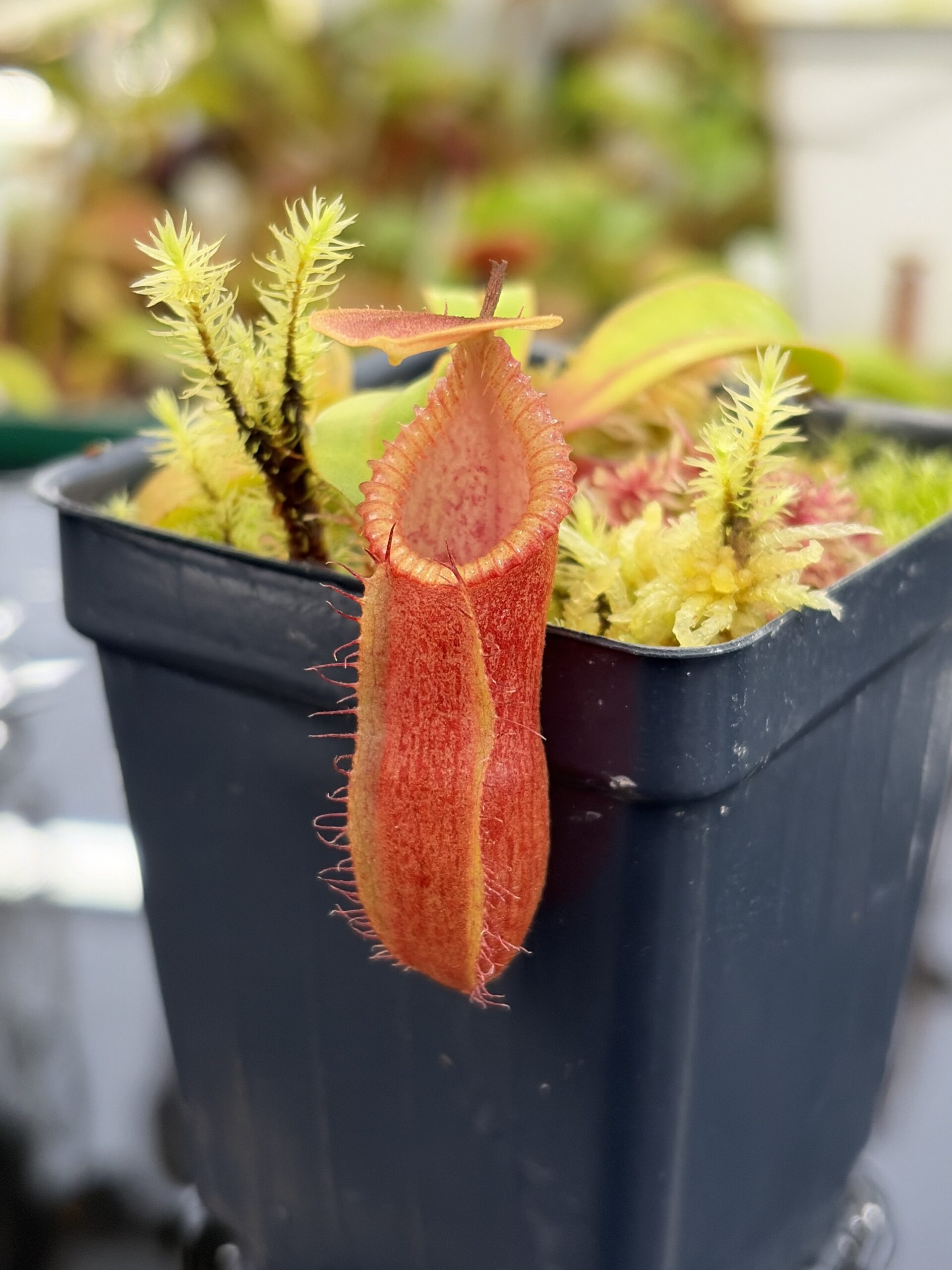 Close Up of Nepenthes (diabolica x hamata) x edwardsiana | Andreas Wistuba | AW-04 | H26918
